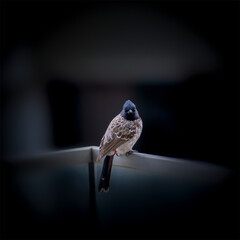 bulbul against a black backdrop
