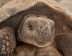 Greek tortoise in studio