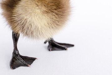Little brown duckling on a white background, khaki Campbell.