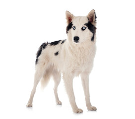 Yakutian Laika in studio