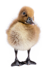 Little brown duckling on a white background, khaki Campbell.