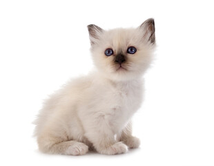 Fototapeta premium birman kitten in studio