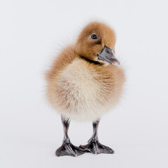 Little brown duckling on a white background, khaki Campbell.