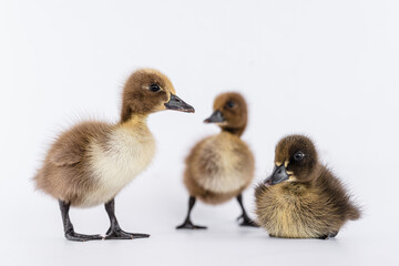 Little brown duckling on a white background, khaki Campbell.