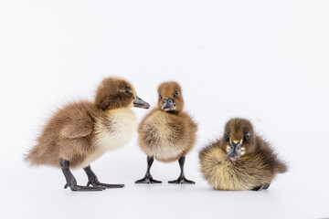 Little brown duckling on a white background, khaki Campbell.