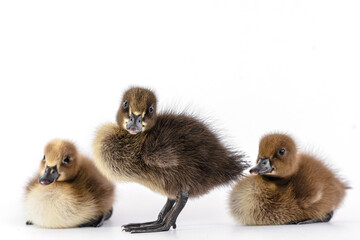 Little brown duckling on a white background, khaki Campbell.