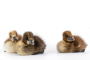 Little brown duckling on a white background, khaki Campbell.
