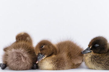 Little brown duckling on a white background, khaki Campbell.