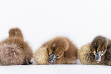 Little brown duckling on a white background, khaki Campbell.