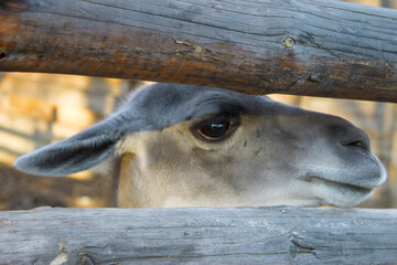 Lama Guanaco of the camelid family in the zoo