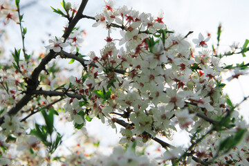 White flowers blossoming on the branch of wild tree