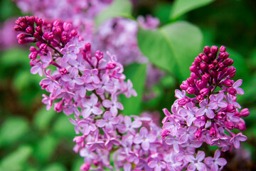 Blossom of violet and purple lilac flowers bush in spring
