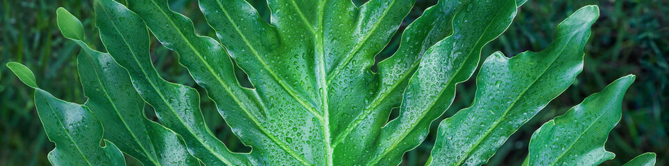 Closeup of large philodendron leaf freshly wet after a rain, with soft lighting, shallow depth of field and selective focus