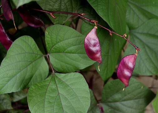 Hyacinth beans of the dolichos plant. Shiny edible beans on the hyacinth branches with green leaves. Lablab purpureus, Fabaceae.