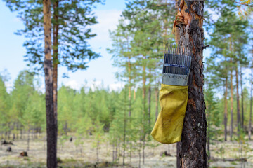 Handheld harvester scoop for quick collection of berries in the forest is suspended on pine tree to dry.