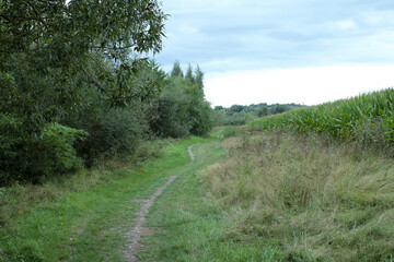 Fototapeta na wymiar Ein Weg durch eine grüne Wiese, links Bäume und rechts ein Maisfeld