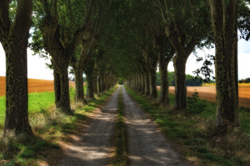 Tree-lined country road in south of France