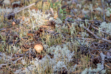 Russula mushroom with brittle hat grows on moss in pine forest on summer day.