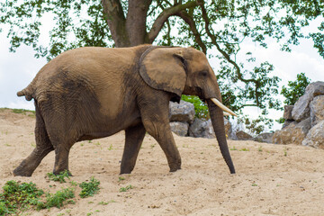 éléphant marchant dans un parc animalier