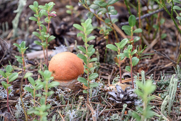 Edible mushroom boletus with red hat grows on white moss on an autumn day in the forest.