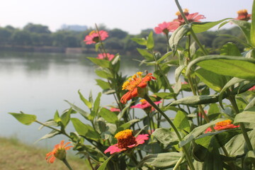 red and yellow Zinnia flowers in lake