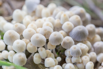 Close-up of fresh mushrooms growing outdoors after rain
