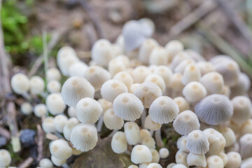 Close-up of fresh mushrooms growing outdoors after rain
