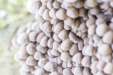 Close-up of fresh mushrooms growing outdoors after rain
