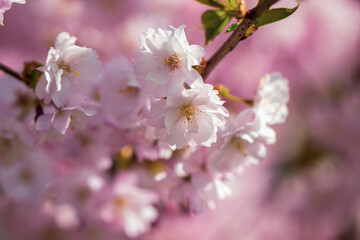 Pink cherry blossom. Sakura power flowers. Sakura bloom, close up. Pink cherry blossoming flowers, bokeh light background. Blured effect.