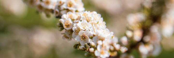 Sakura floweres blooming in full frame. Spring season. Blured effect.