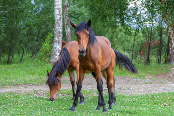 Two horses stand in front of the camera.