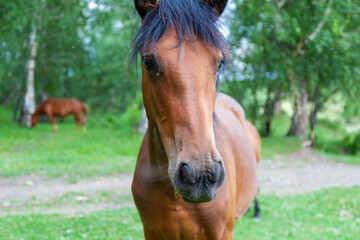 Fototapeta premium The horse poses for the camera in the forest.