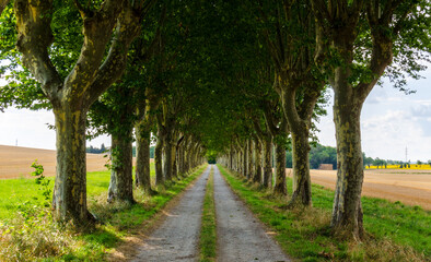 Fototapeta na wymiar Plane Trees in France