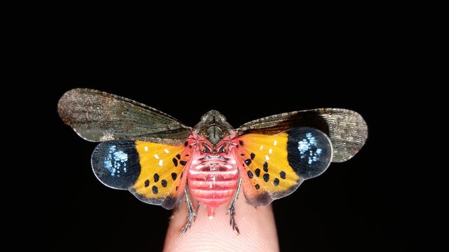 Rare butterfly on finger