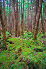 白駒の池苔の森（北八ヶ岳）