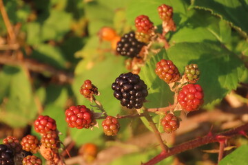 Blackberry close-up during a hot evening