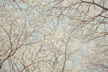 cherry blossoms