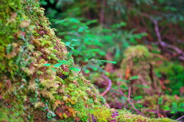 白駒の池苔の森（北八ヶ岳）