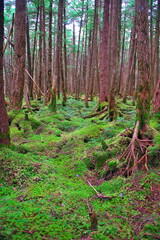 白駒の池苔の森（北八ヶ岳）