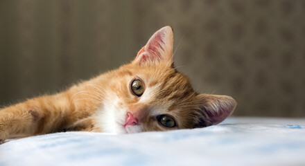 Portret Małego rudego kotka Na Pościeli 