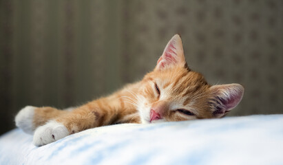 Fototapeta na wymiar Portret Małego rudego kotka Na Pościeli 