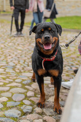 The portrait of rottweiler dog on the city street. Unrecognizible people at background. Rakvere, Estonia. 