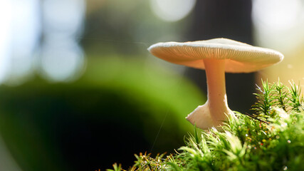 Mushroom in the autumn light