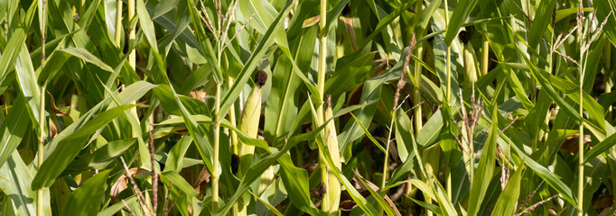 Closeup of corn ripening in the field