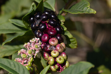 American Pokeweed (Phytolacca americana) berries with a bluebottle fly feeding on the fruit