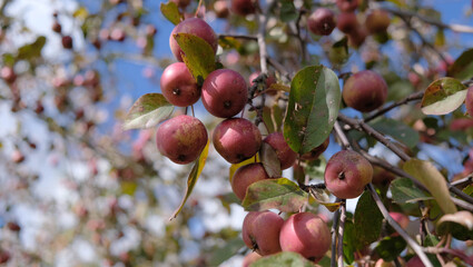 red small apples on the tree in the garden