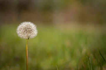 A dandelion, bloomed in the grass with green background
