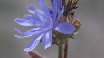 blue flower in the field macro photography