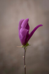 Fototapeta na wymiar Beautiful purple magnolia blossom, with brown background 