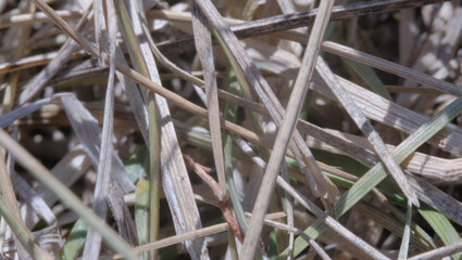 grass in the field macro photography